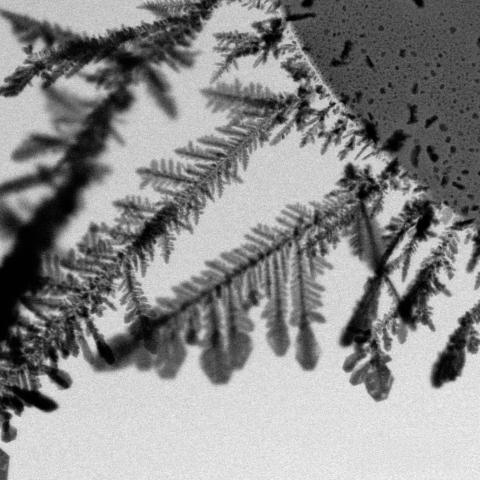 Hannah Dickinson - Silver Feathers