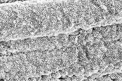 Harsh Wadhwani - Macroporous Silver